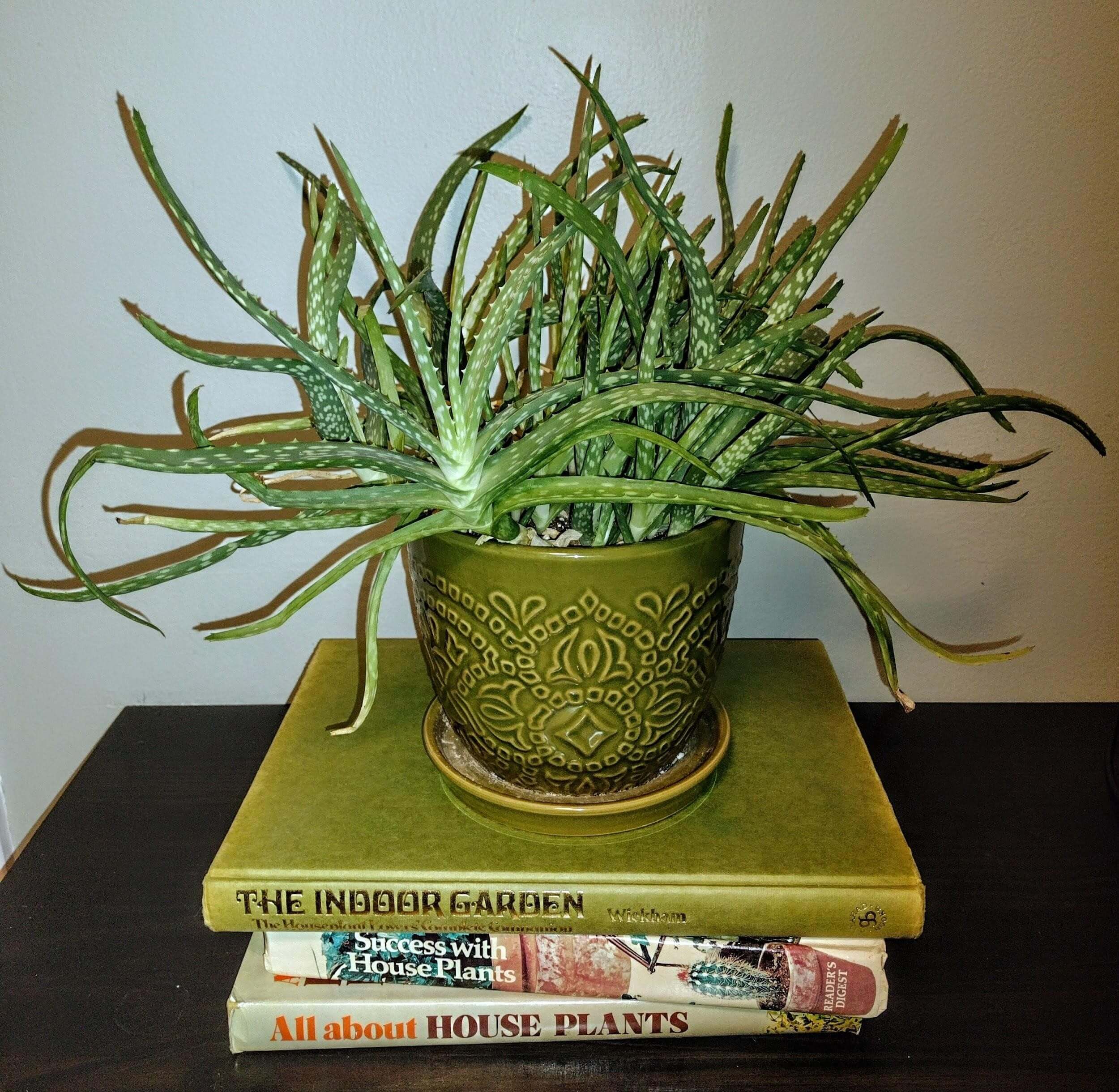 Houseplant Image